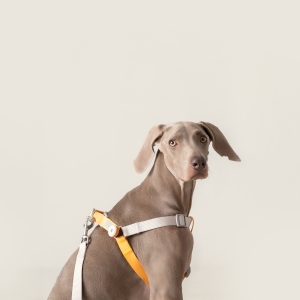 TailsCharm™ – Waterproof Safety Light Series