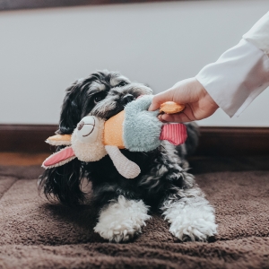 Squeaky Stitch Toy-Muli