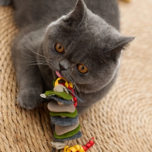Cat Hanging Toy Series.